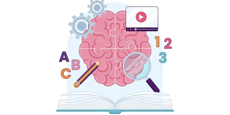 Impacto de las 5 fases del cerebro en el aprendizaje