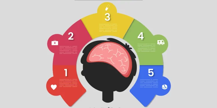 Entendiendo las 5 Fases del Cerebro: Una Guía Completa