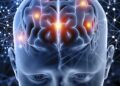 Entiende las 5 Fases del Cerebro para Tomar Mejores Decisiones